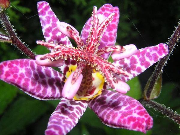 variedades de tricyrtis Purple Beauty