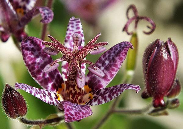 tricirtis belleza oscura