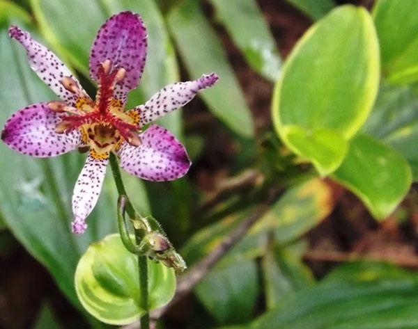 variedades de tricirtis Formazana