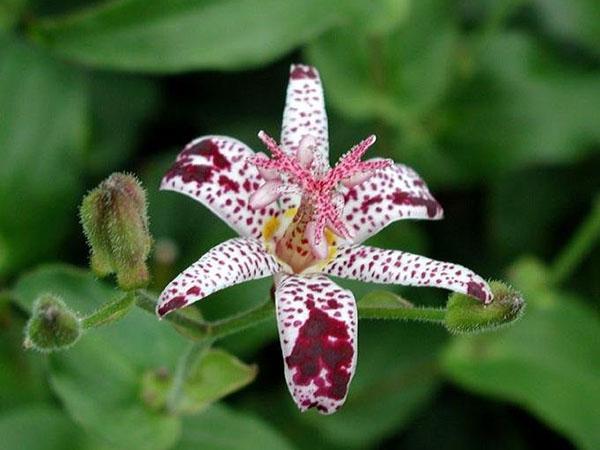 tricirtis 