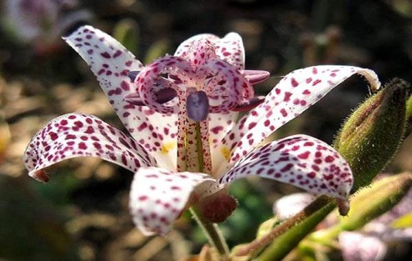 flores de tricirtis