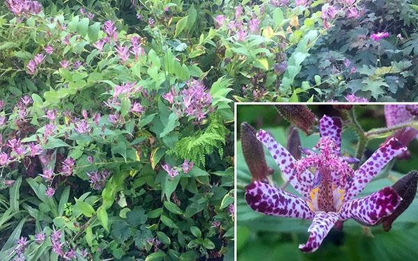 Tricyrtis arbusto perenne