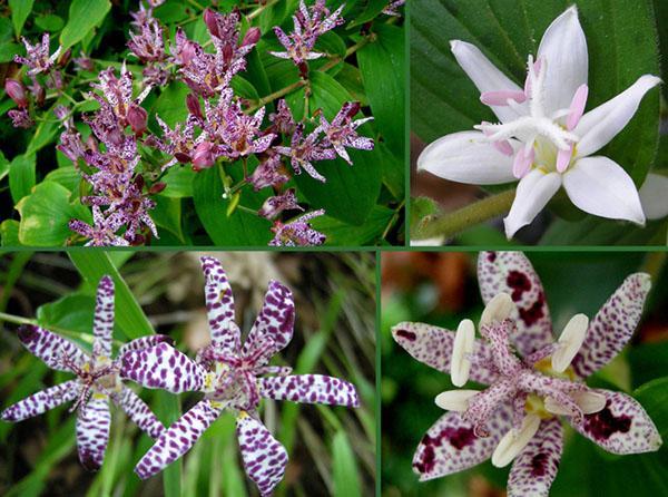 tricirtis unique dans le jardin