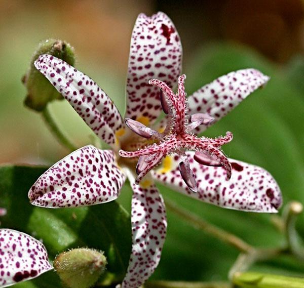 Tricirtis Hirta