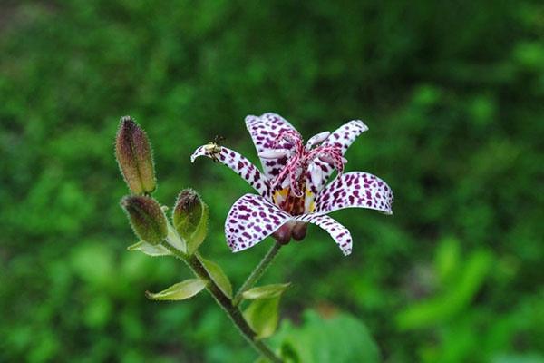 tricirtis Poil court