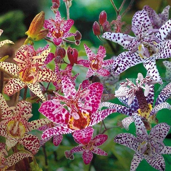 jardín de orquídeas tricirtis