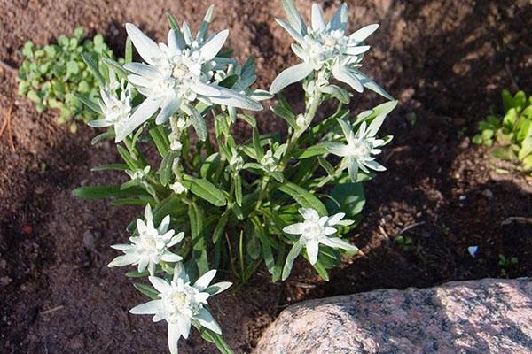 edelweiss en campo abierto