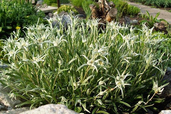 cortina de edelweiss en el jardín