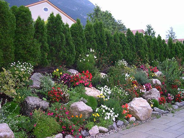 composiciones de jardín con edelweiss