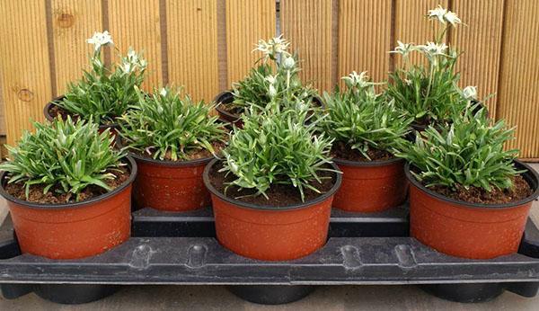 edelweiss en pot