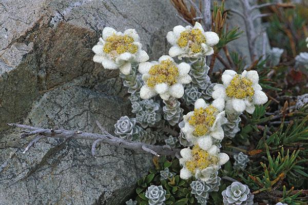 plantar y cuidar edelweiss