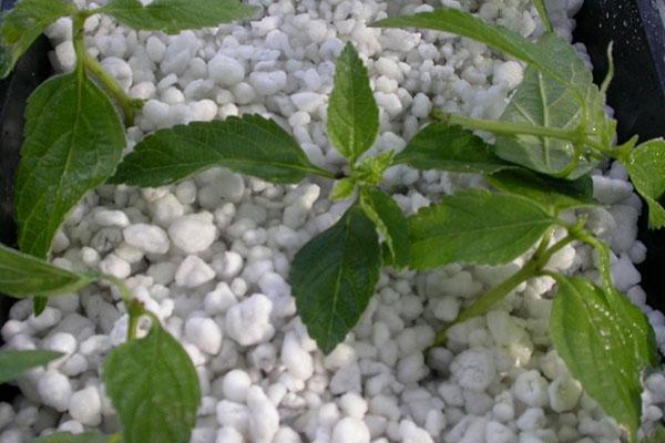 perlite pour les fleurs