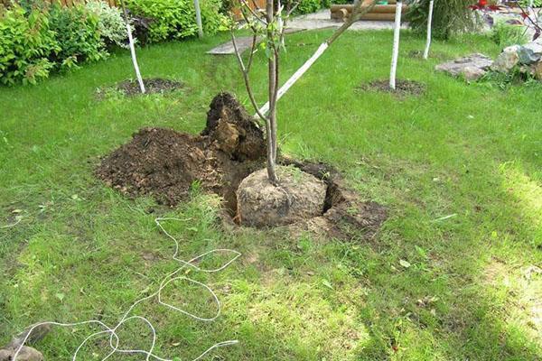 la elección del lugar de plantación de las ciruelas