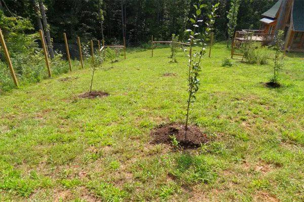 pose d'un jardin de pruniers