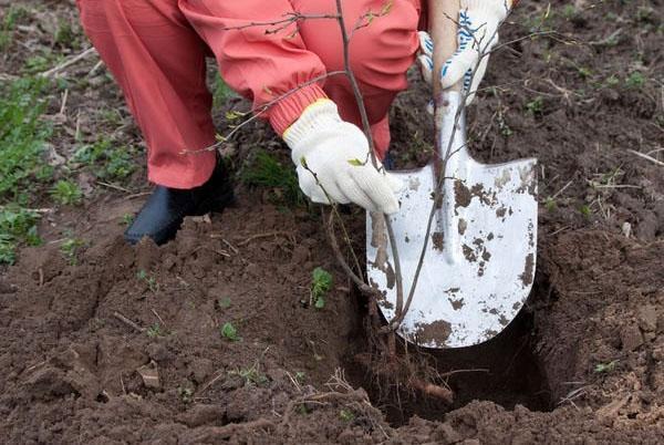 planter des prunes au printemps