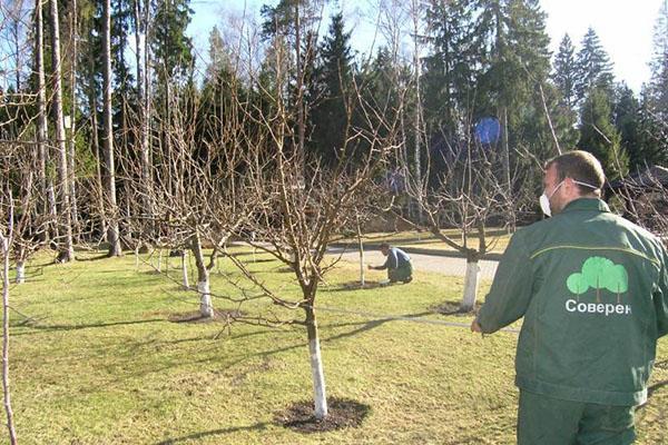 traitement prune au printemps