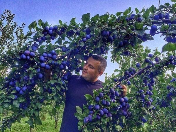 cosechar ciruelas en el jardín de la casa de campo