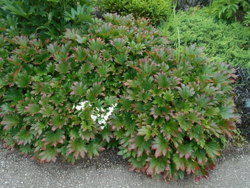 plante de jardin avec des feuilles comme l'érable