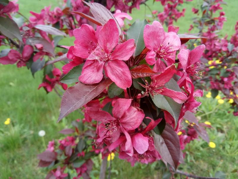 pommier en fleurs nedzvetsky