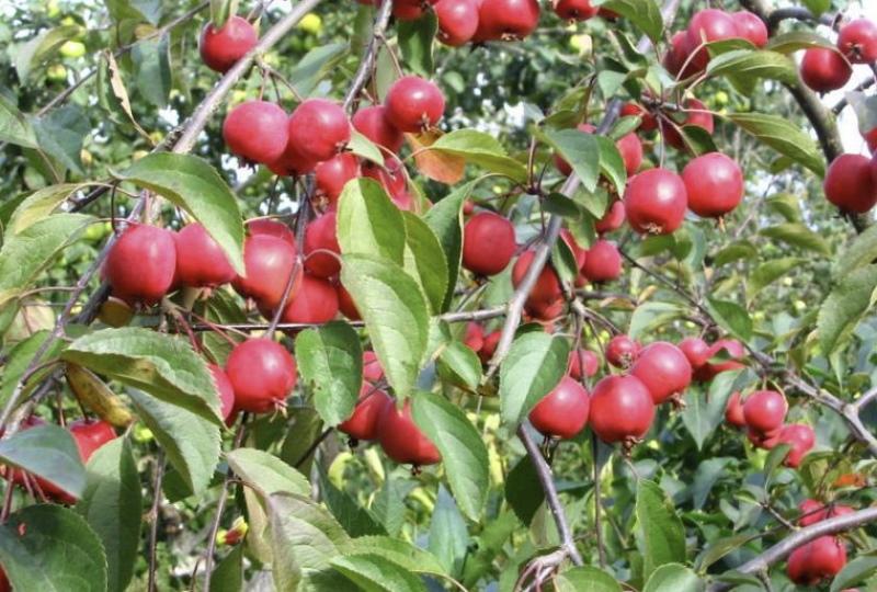 frutos de manzano de nedzvetsky