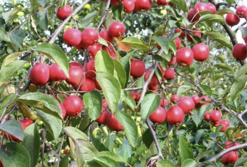 fruits de pommier de nedzvetsky