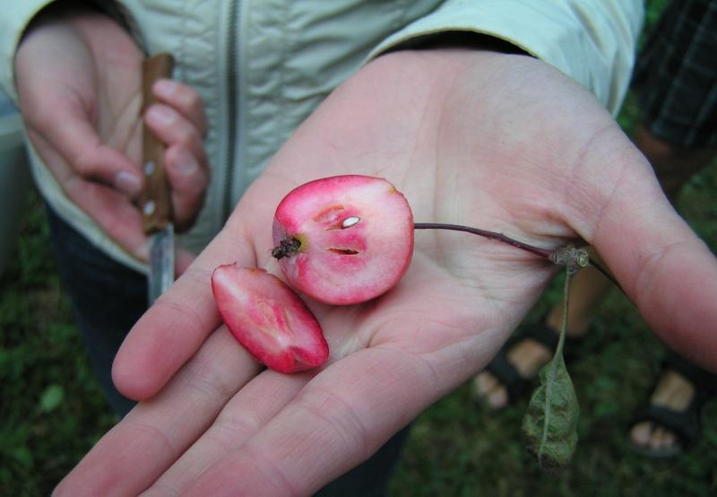 manzanas de nedzvetsky