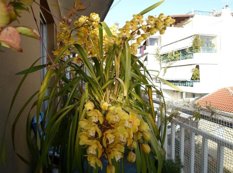 cymbidium en verano en el balcón