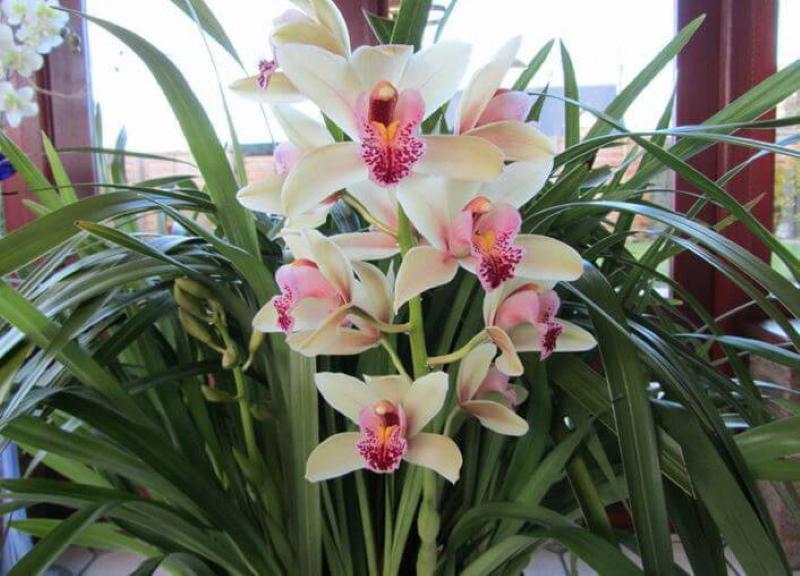 cymbidium en fleurs