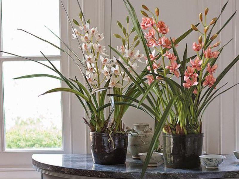 soins à domicile orchidée cymbidium pour épiphyte