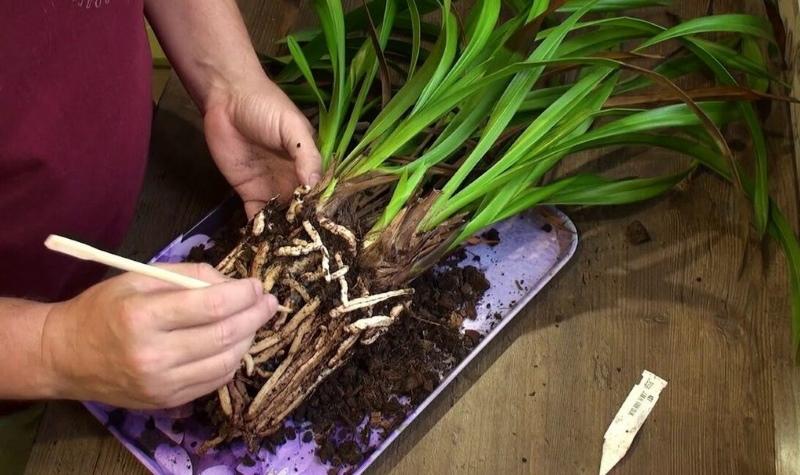 reproduction d'orchidée cymbidium