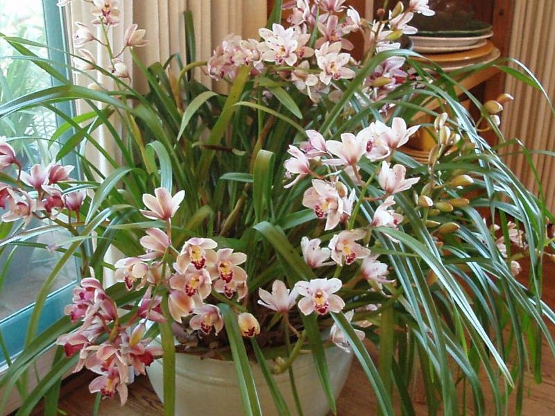 cuidado en el hogar de orquídeas cymbidium