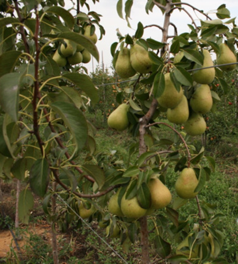 jeune poire delbarium