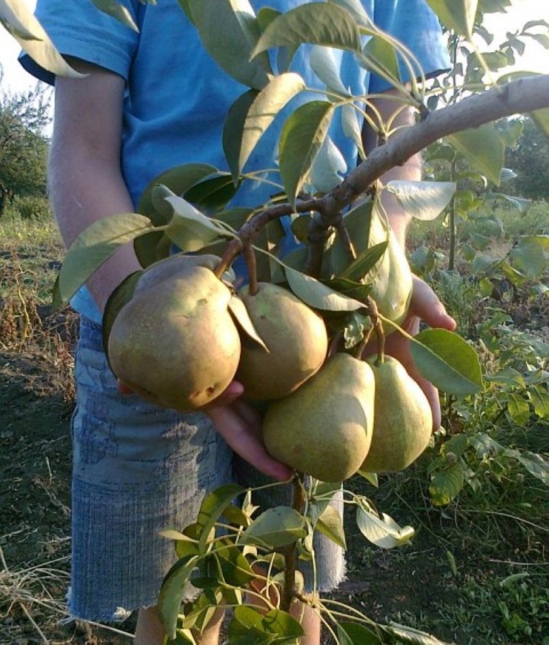 poire delbarju description de la variété