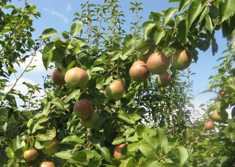 variedad de postre de pera Rossoshanskaya