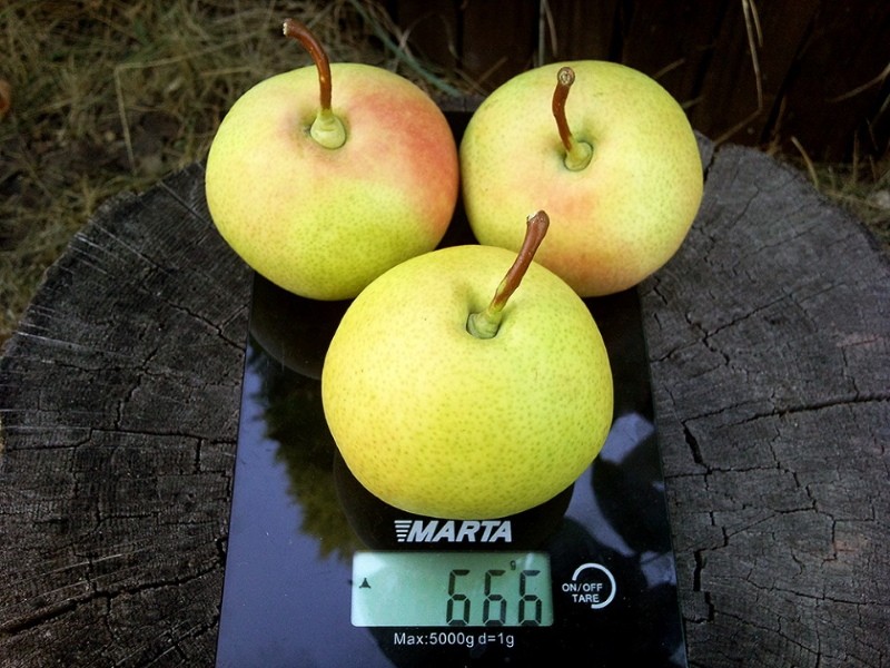 les fruits de la poire Rossoshansky