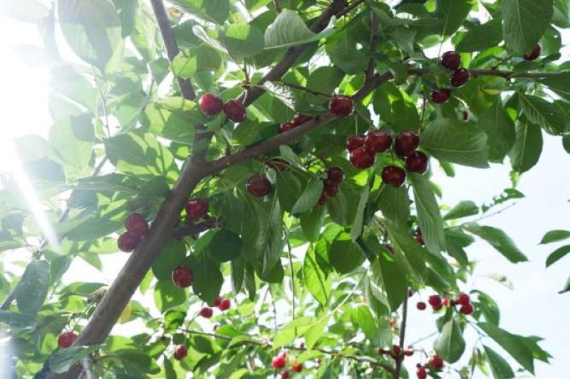 variedad de cereza de corcho negro