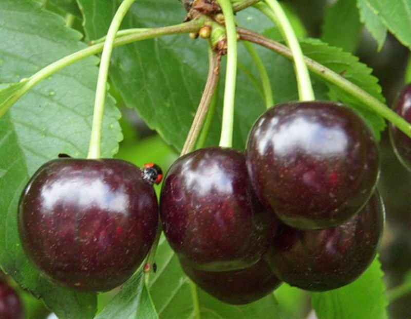 cerezas corcho negro