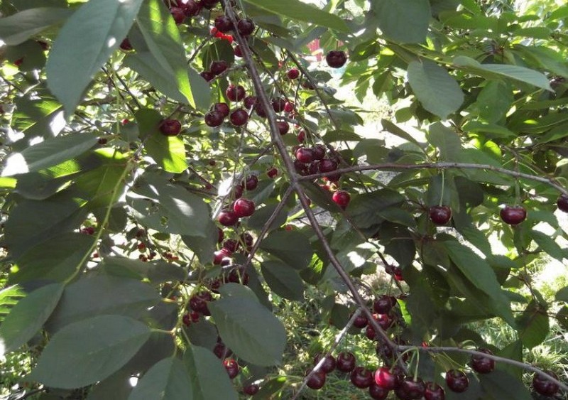 corcho negro cereza variedades de ventajas y desventajas