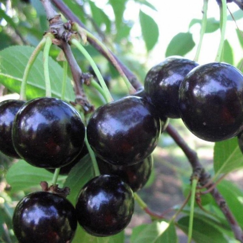 Descripción de la variedad de cereza de corcho negro