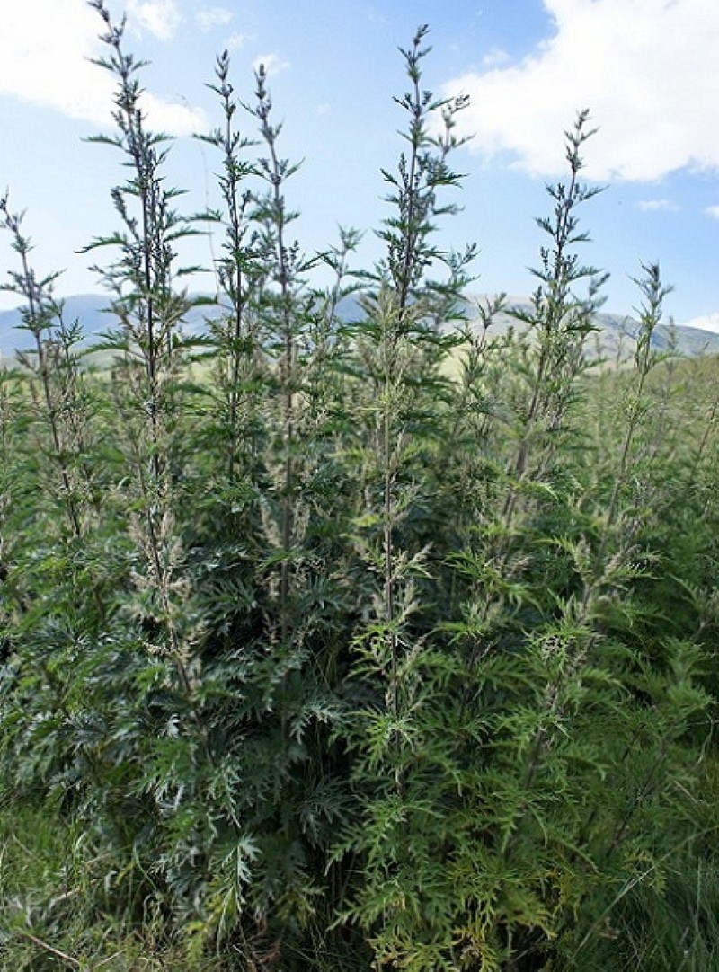 buisson d'ortie chanvre