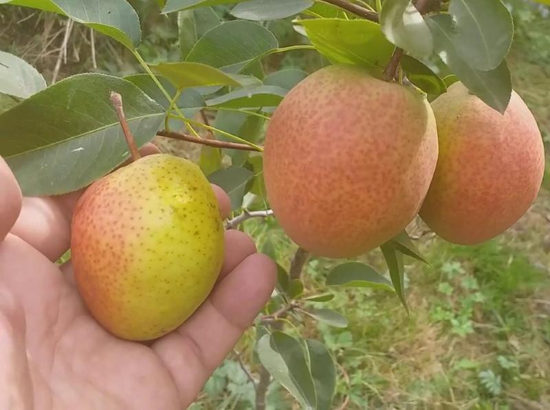 Descripción de la variedad de invierno de pera kirguisa