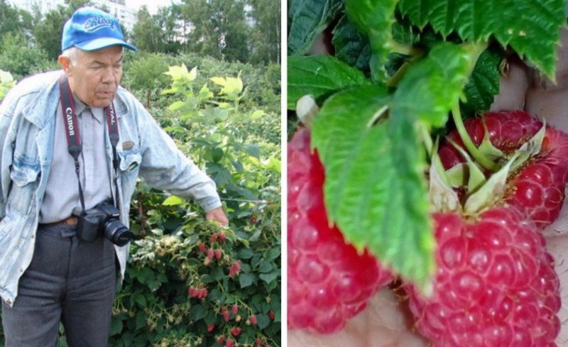 sénateur de variété de framboise et son auteur