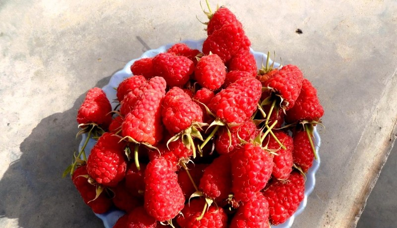 sénateur de framboises