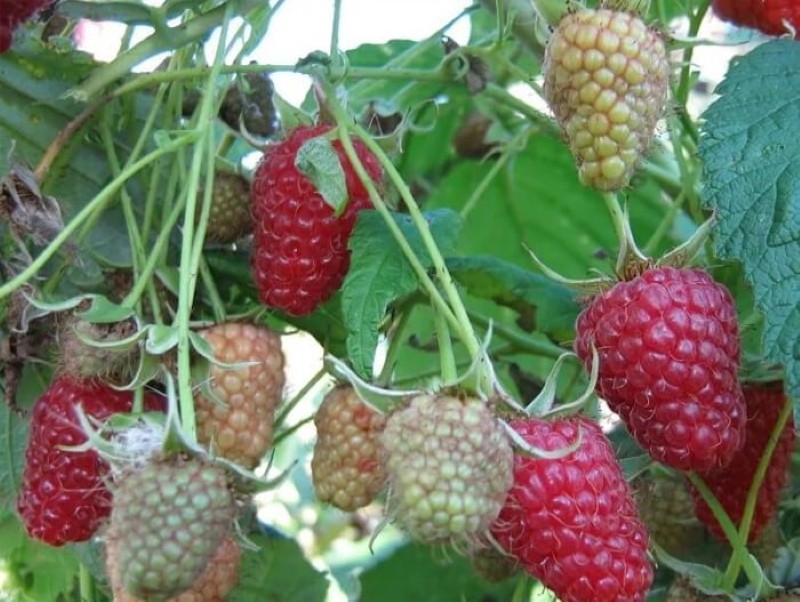 sénateur de framboise avantages et inconvénients de la variété