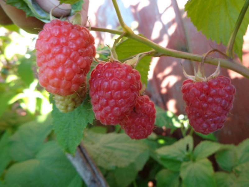 sénateur de framboise