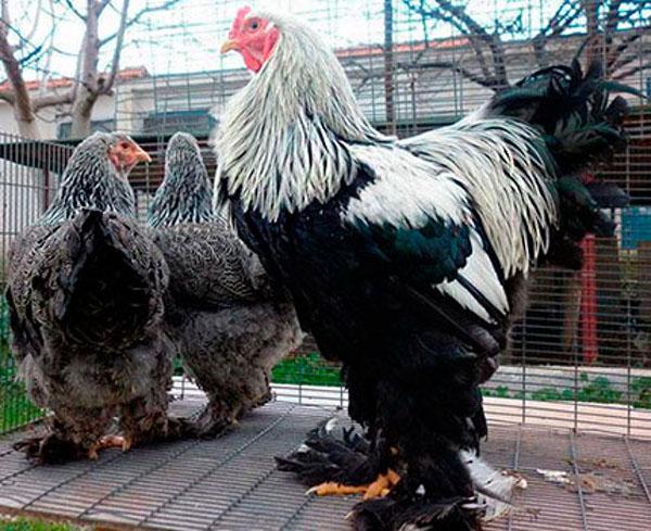 gros poulets