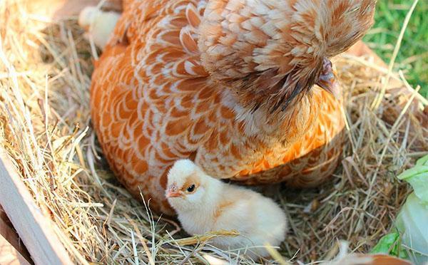 poulet padouan avec poussins