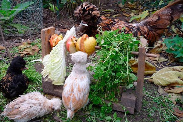 Régime de poulet Padoue