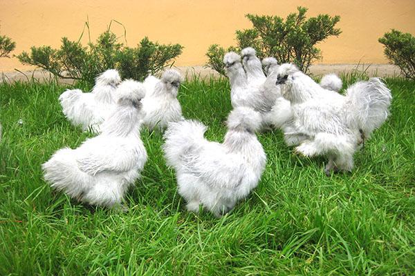 troupeau de poulets chinois