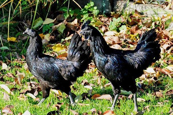 Race Ayam Cemani